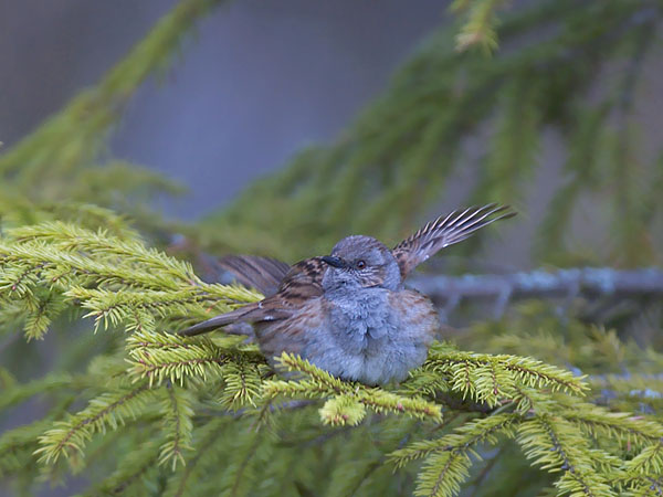 Rautiainen, Dunnock, Prunella modularis